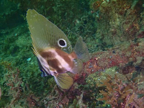Hutchin's boarfish (Parazanclistius hutchinsi) — Pentacerotidae — 5