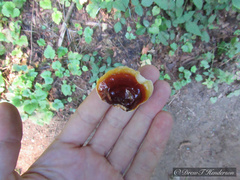 Ganoderma oregonense