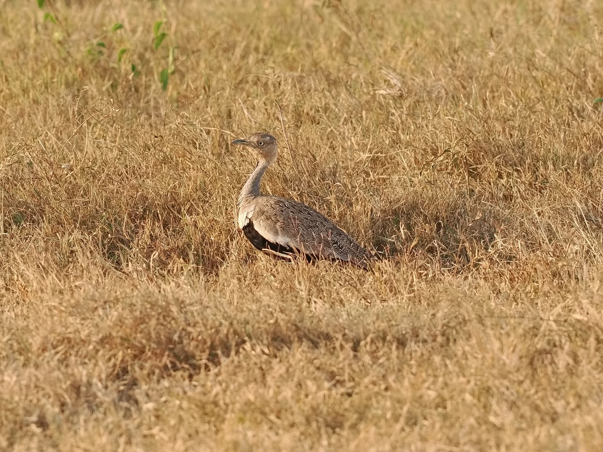 Buff-crested Bustard (Lophotis gindiana), photo 5