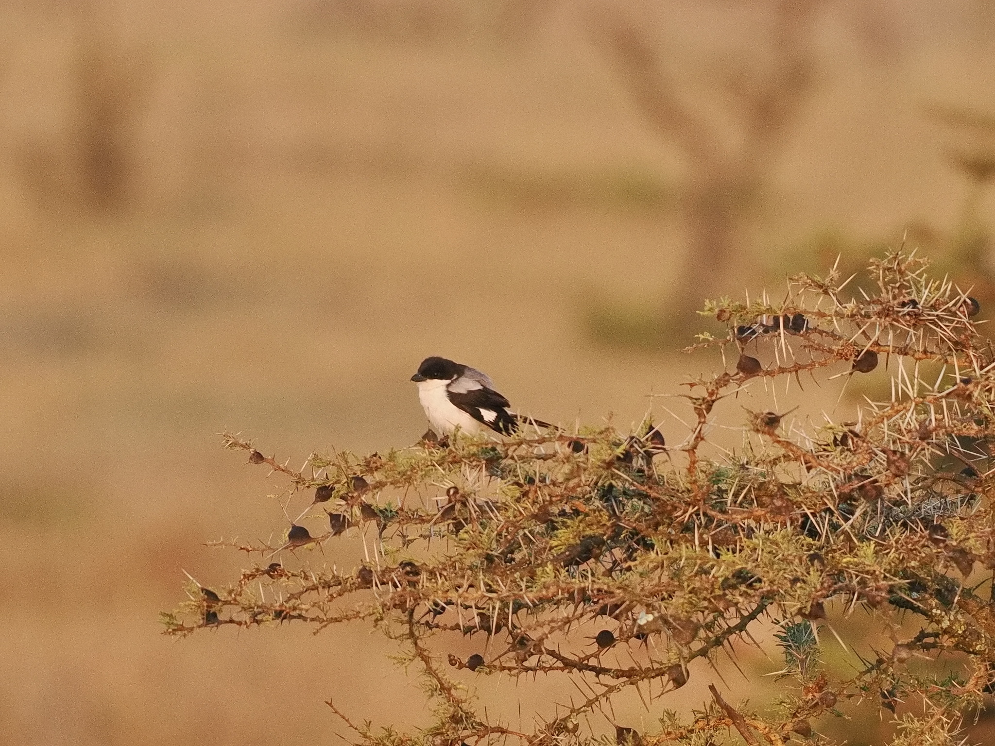 Taita Fiscal (Lanius dorsalis), photo 7