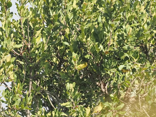 Northern Yellow White-eye (Zosterops senegalensis)
