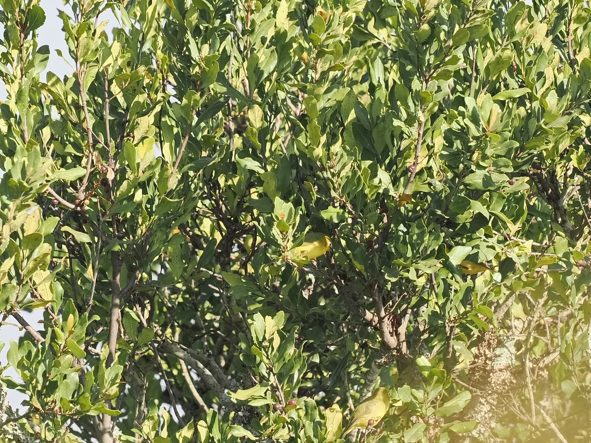Northern Yellow White-eye (Zosterops senegalensis), photo 1