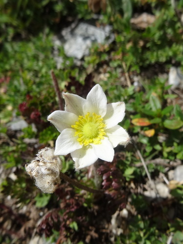 Anemone baldensis, photograph 5