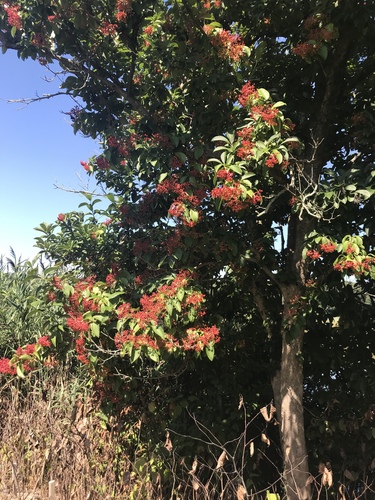 Viburnum sieboldii iNat (1)