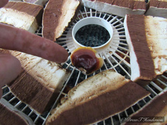 Ganoderma oregonense