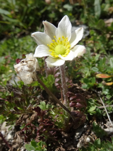 Anemone baldensis, photograph 6