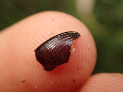 Anoplotrupes stercorosus