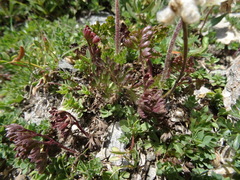 Anemonoides baldensis