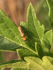 Belotus bicolor