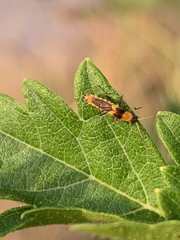 Belotus bicolor