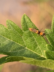 Belotus bicolor