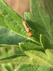Belotus bicolor