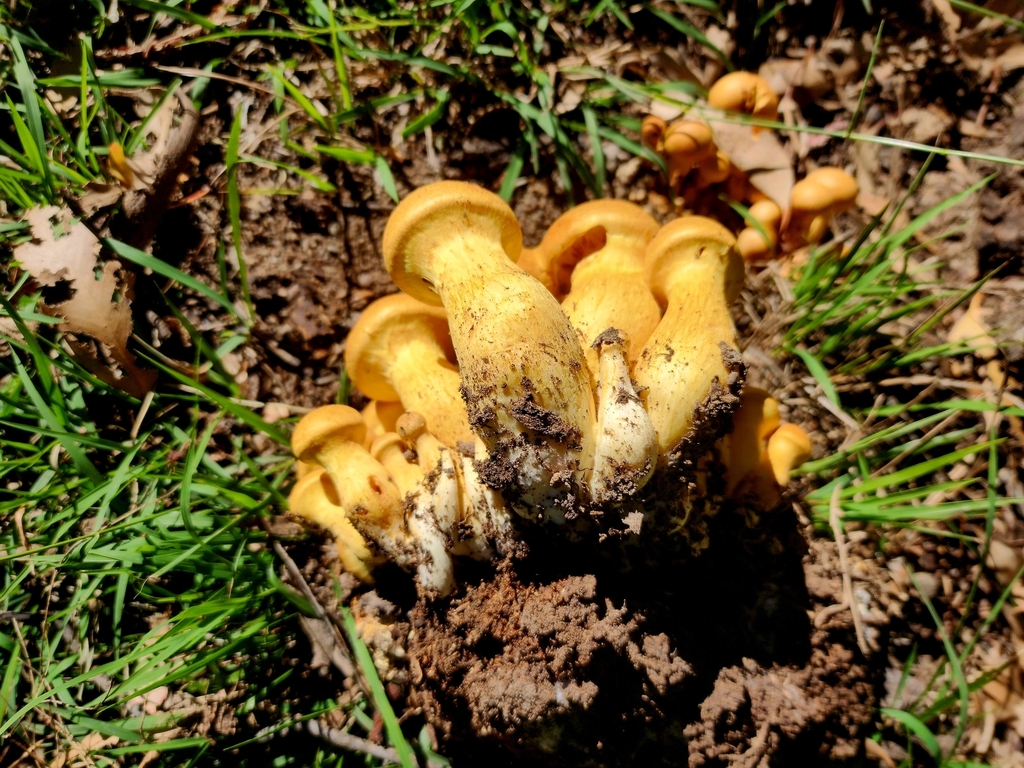 Gymnopilus junonius · April 2025 · photo: © rotceh_dnih (iNaturalist, cc-by)