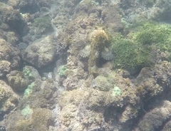 Choridactylus multibarbus