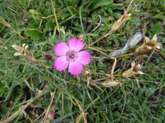 Dianthus pavonius