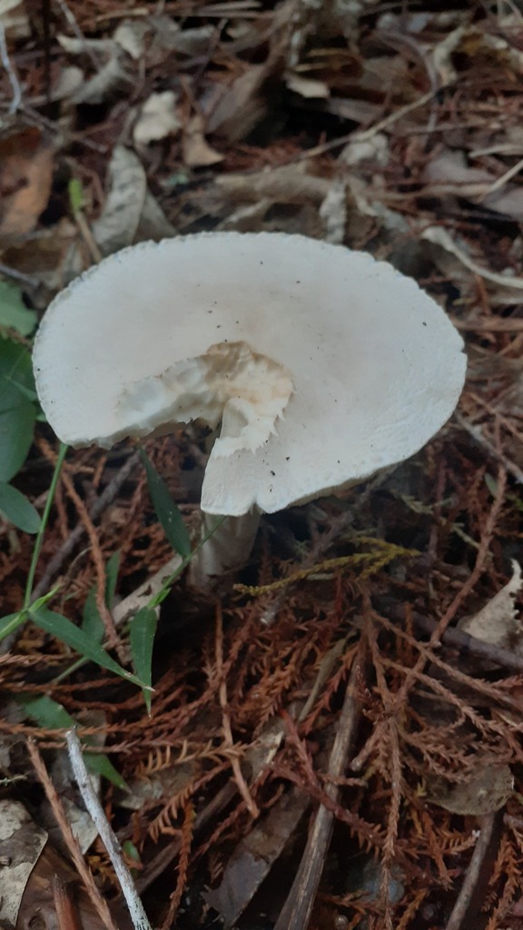 Leucocoprinus leucothites · April 2025 · photo: © aardvark04 (iNaturalist, cc0)