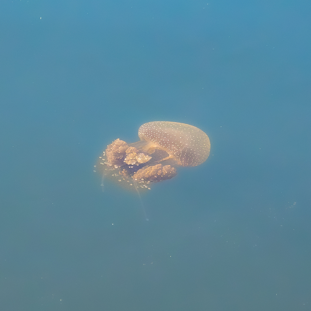 Phyllorhiza punctata<br>16 April, 2025