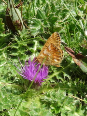 Boloria napaea