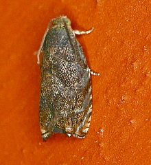 Cydia caryana