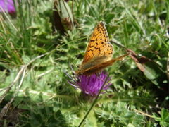 Boloria napaea