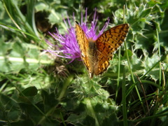 Boloria napaea