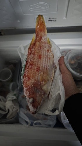 Sharphead hogfish (Bodianus oxycephalus) — Labridae