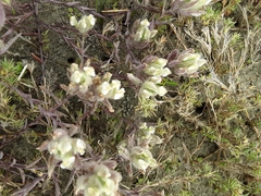 Chloropyron maritimum maritimum