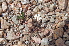 Artoriopsis