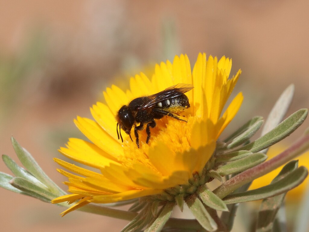 Snail Shell Resin Bees
