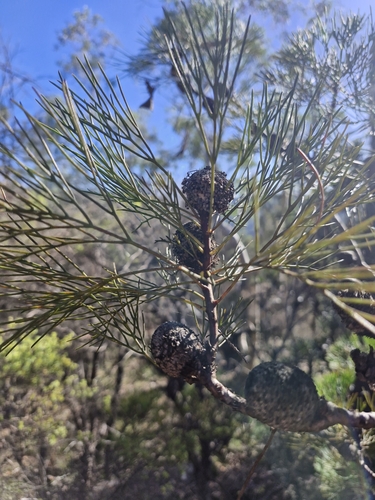 Image of Isopogon anethifolius by (c) ronavery, some rights reserved (CC BY)