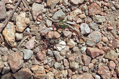 Artoriopsis