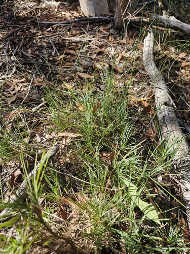 Image of Lomandra glauca by (c) ronavery, some rights reserved (CC BY)