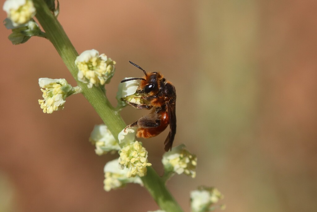Andrena rufiventris