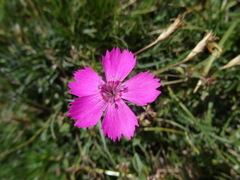 Dianthus pavonius