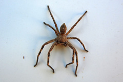 Neosparassus calligaster