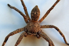 Neosparassus calligaster