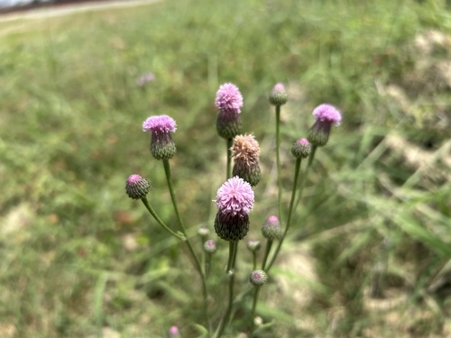 Saussurea lyrata, photograph 4