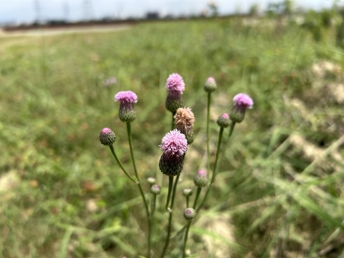 Saussurea lyrata, photograph 5