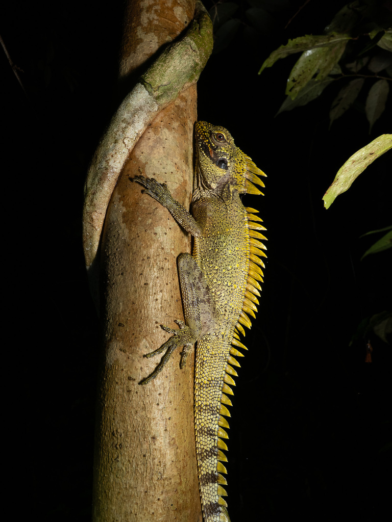 Crowned Forest Dragon (Lophosaurus dilophus)