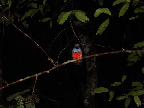 Papuan Pitta (Erythropitta macklotii), photo 8
