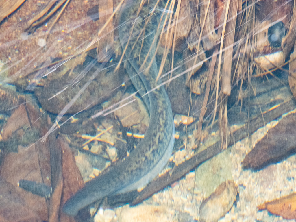 Giant Long-finned Eel (Anguilla marmorata)