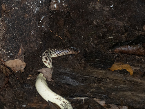 Ikaheka Snake