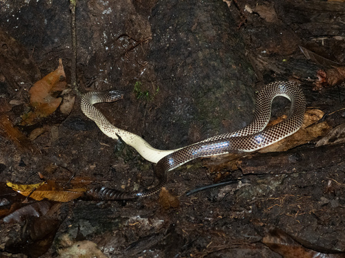 Ikaheka Snake