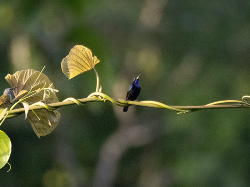 Black Sunbird (Leptocoma aspasia), photo 5