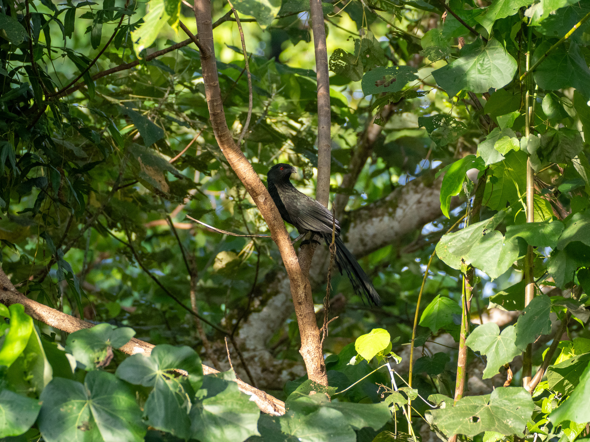 Ivory-billed Coucal (Centropus menbeki), photo 2