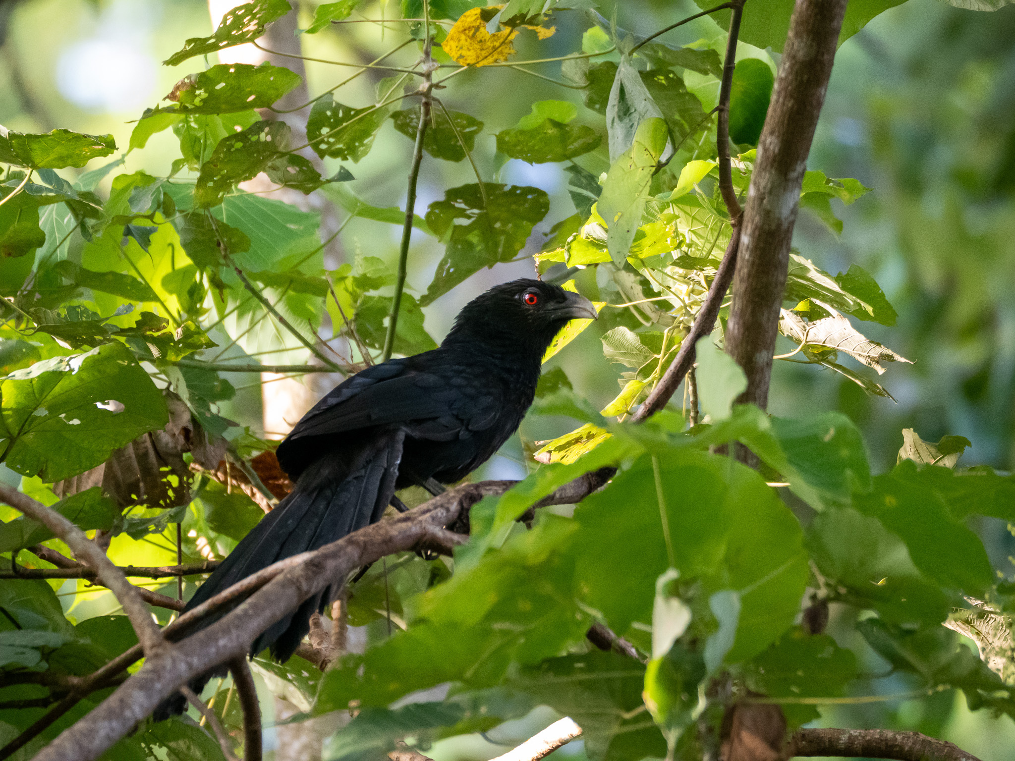 Ivory-billed Coucal (Centropus menbeki), photo 1
