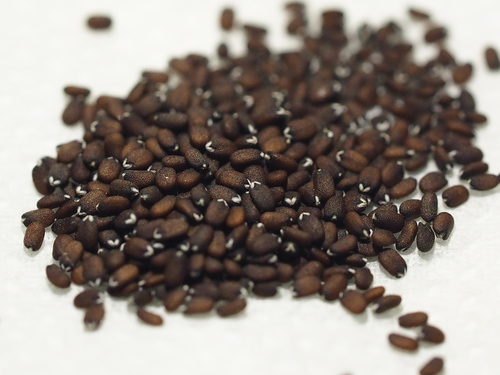 Image of Black Sesame (Cantinoa americana) by no rights reserved