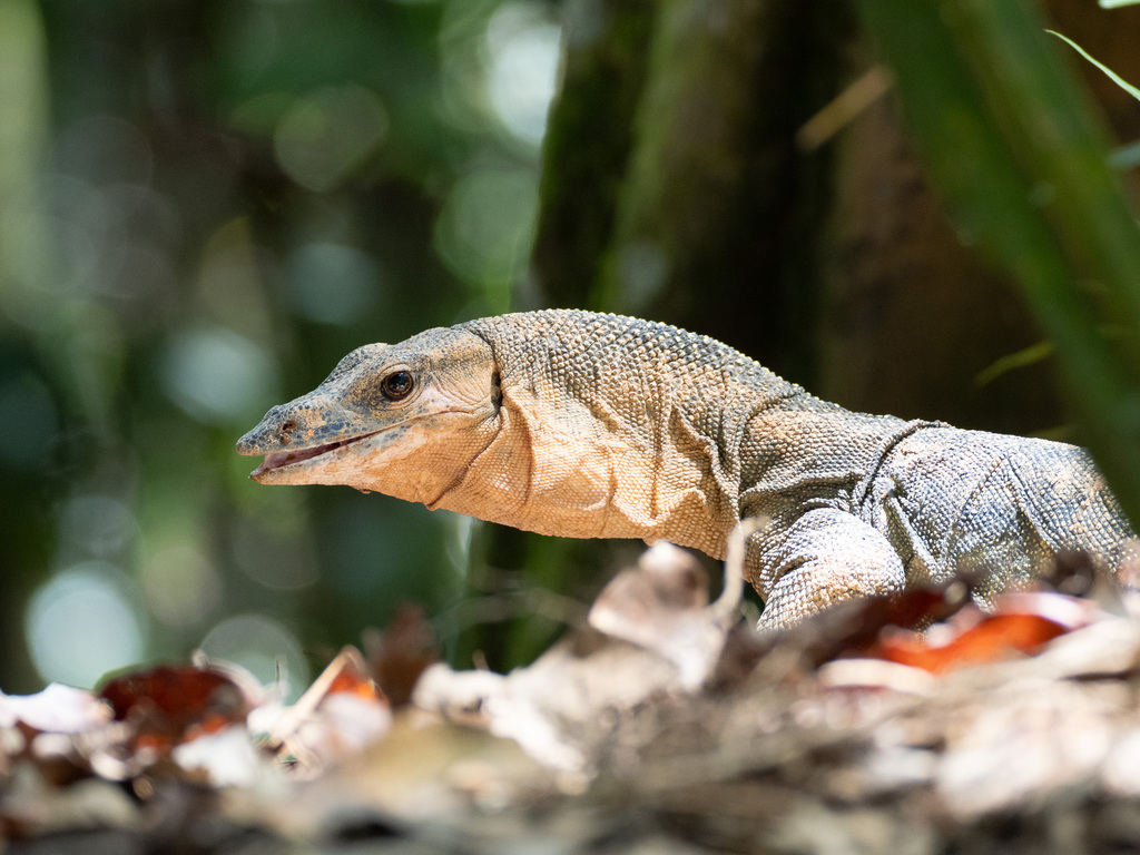 Peach-Throated Monitor