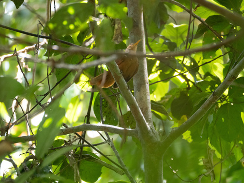 Papuan Babbler (Garritornis isidorei), photo 4