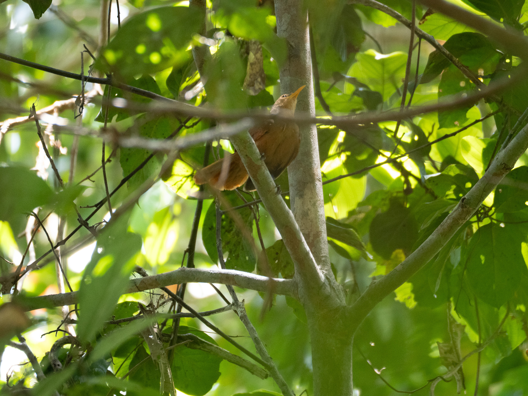 Papuan Babbler (Garritornis isidorei), photo 2